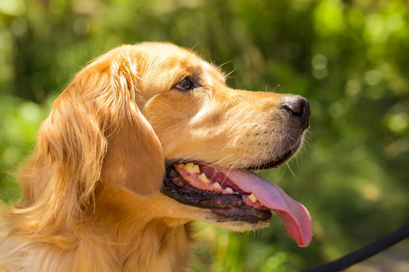 Trails n Tails 2015, dog portrait