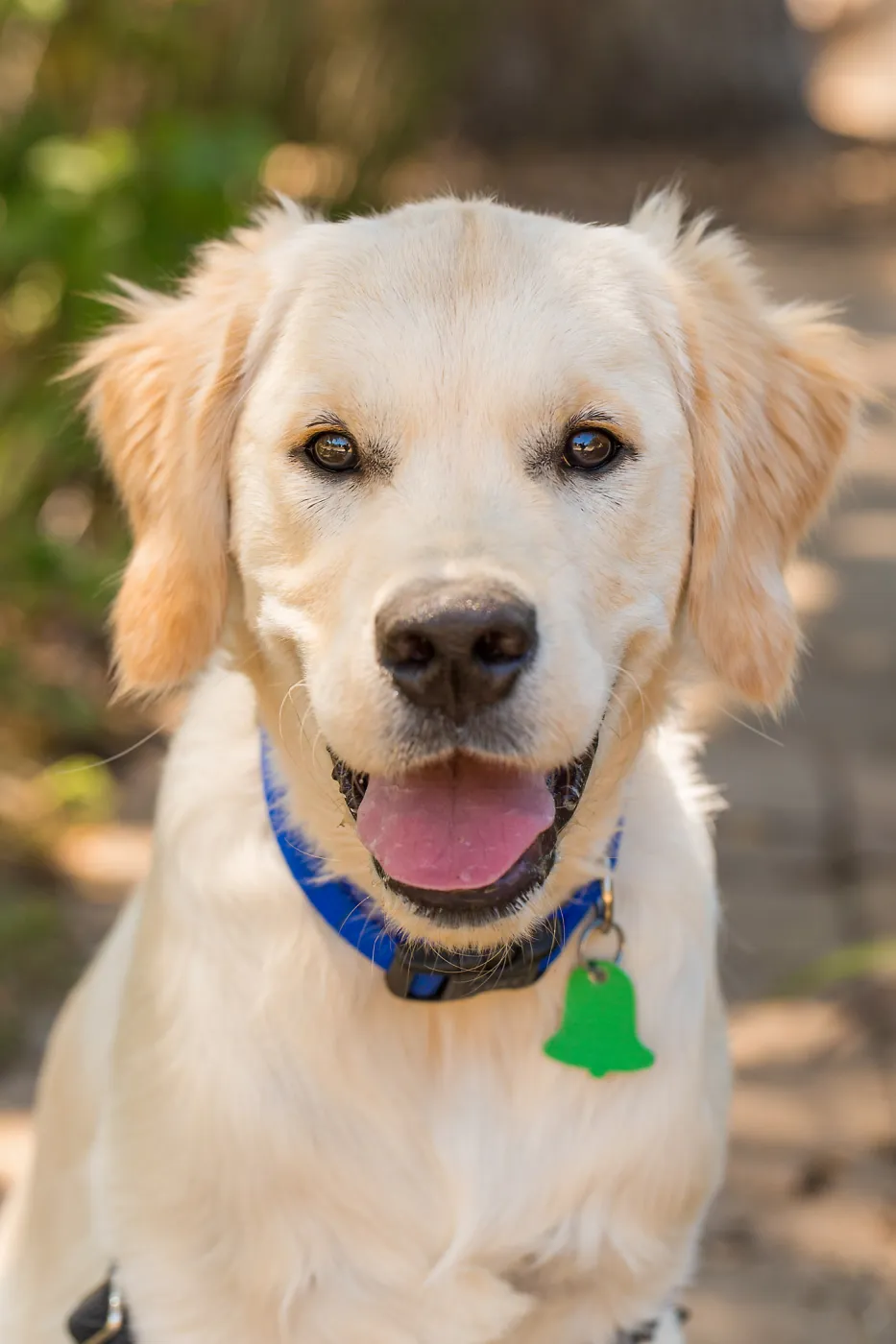 Trails n Tails 2015, dog portrait