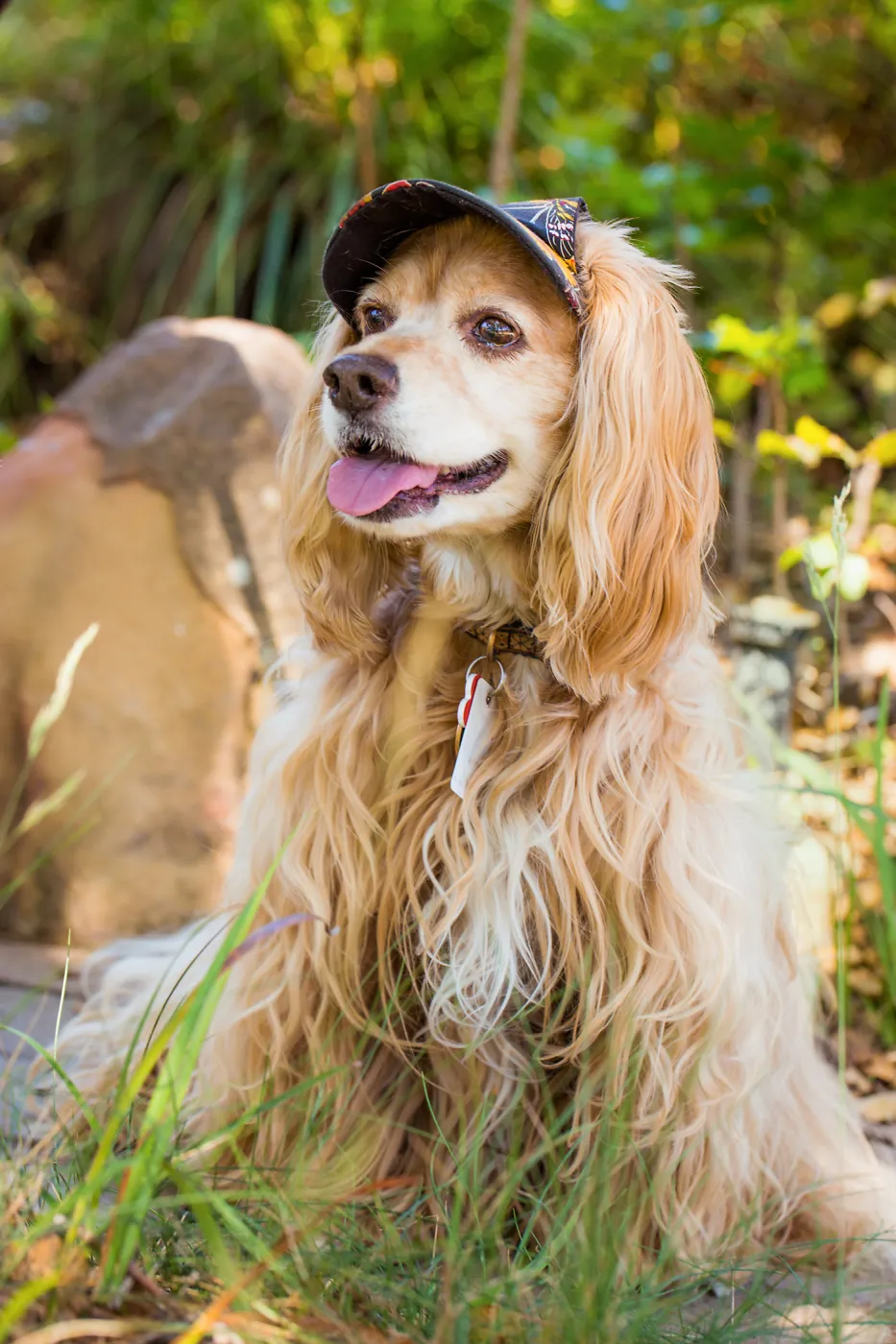Trails n Tails 2015, dog portrait