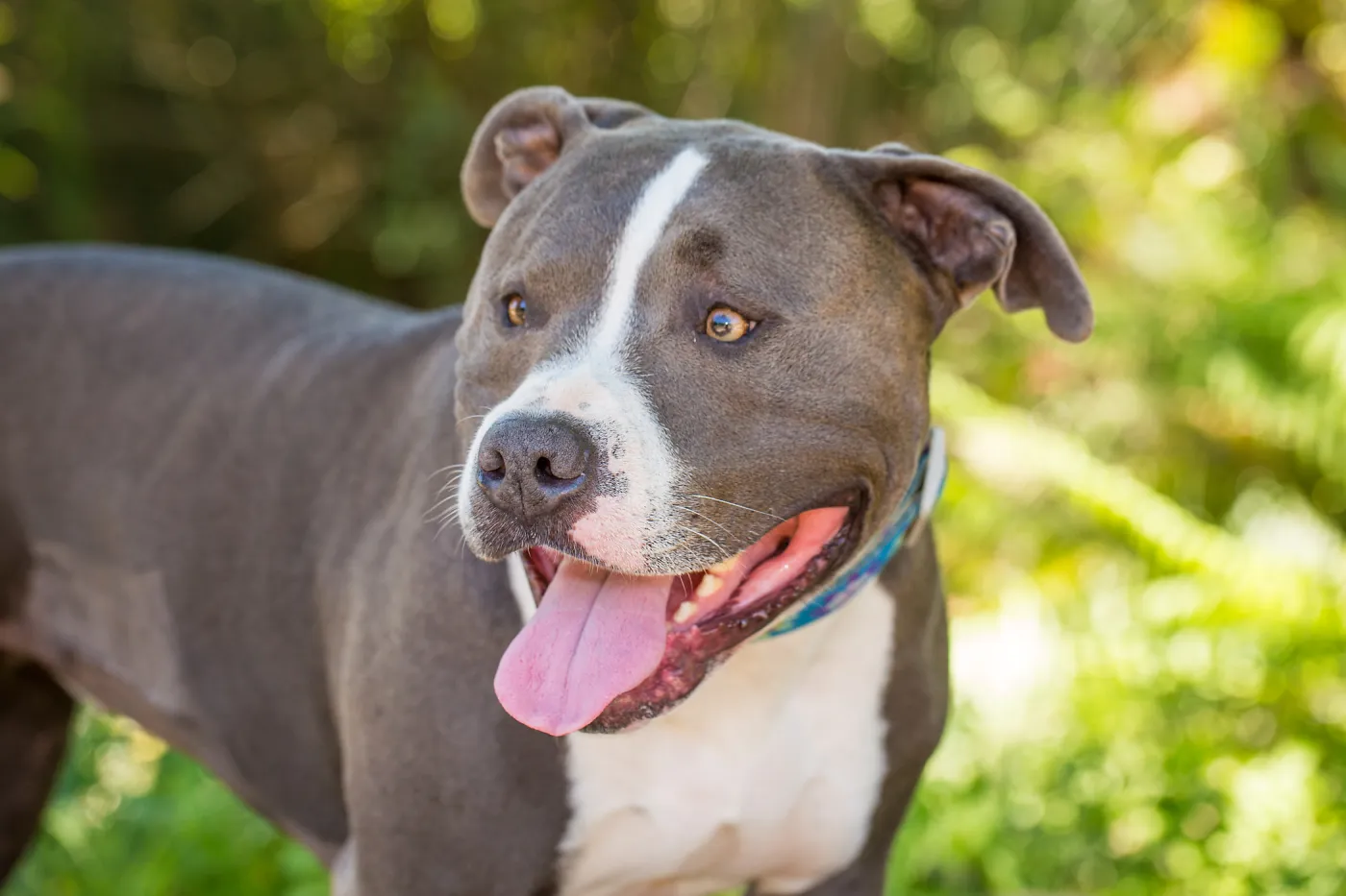 Trails n Tails 2015, dog portrait