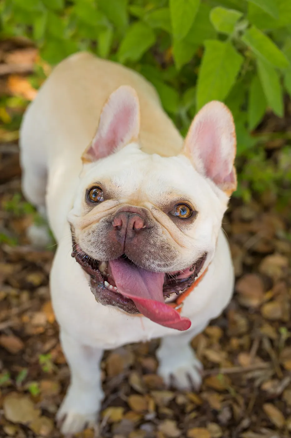 Trails n Tails 2015, dog portrait
