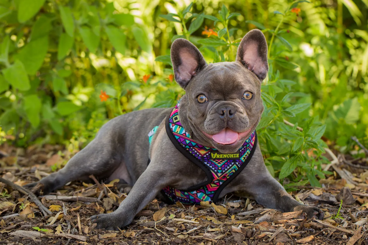 Trails n Tails 2015, dog portrait