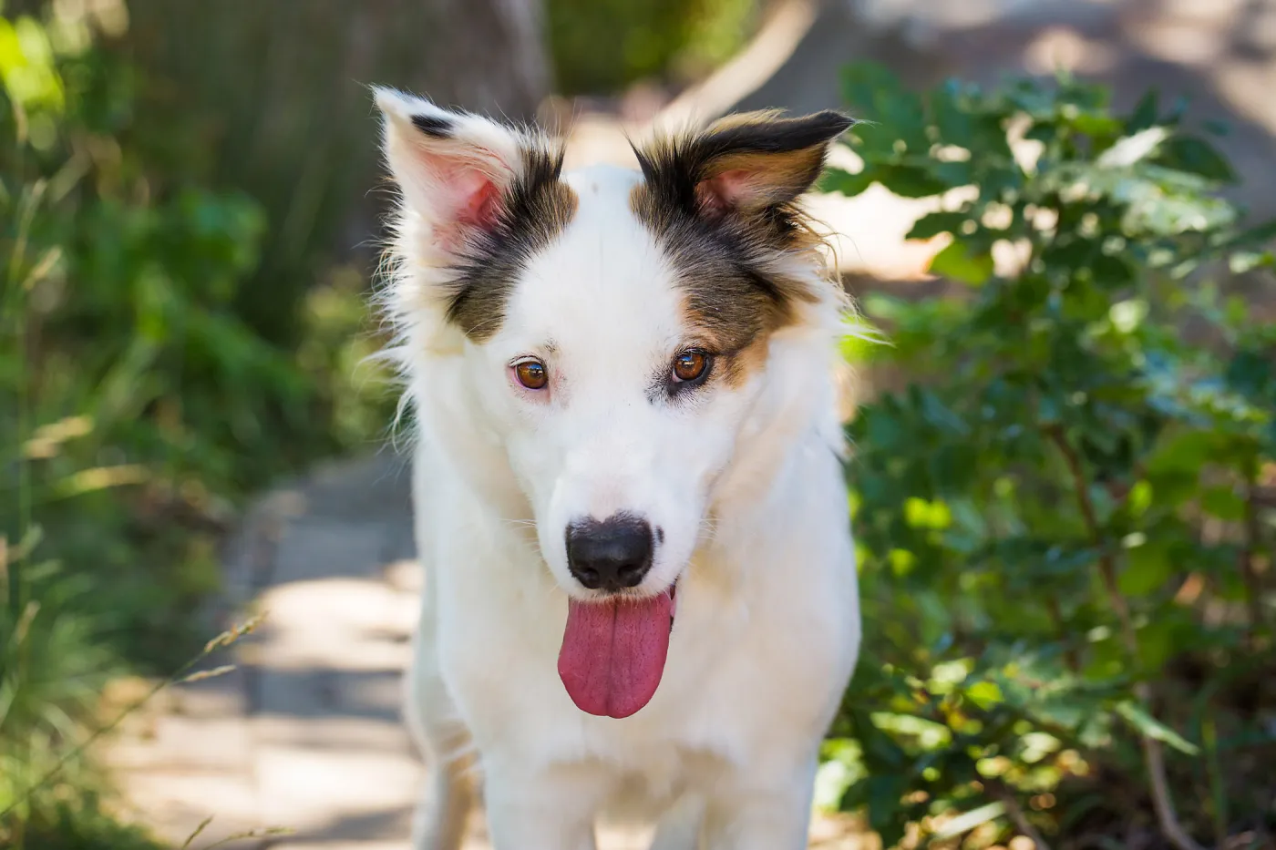 Trails n Tails 2015, dog portrait