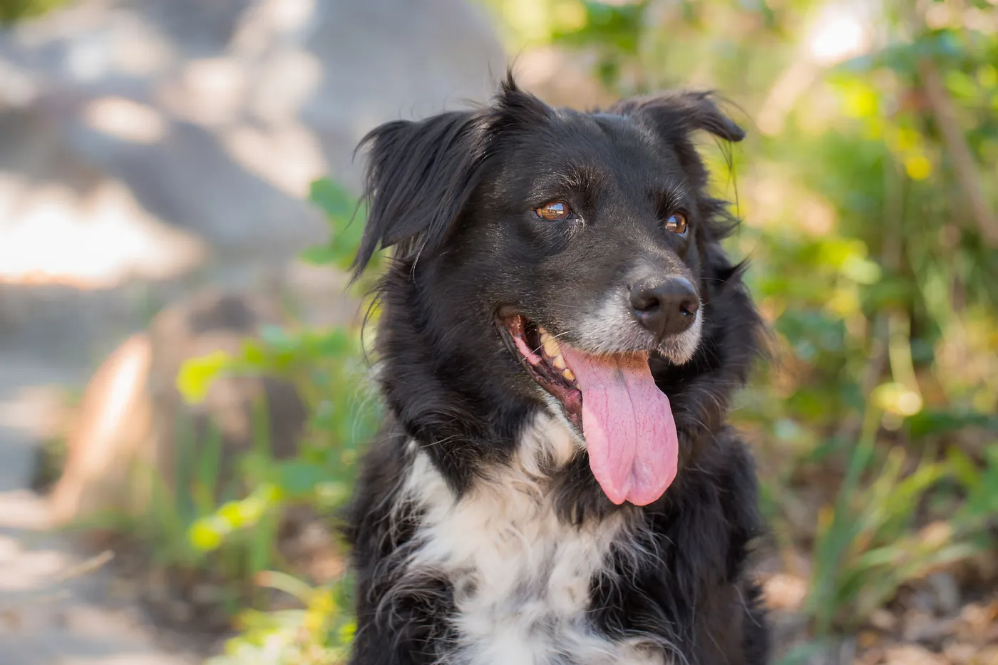 Trails n Tails 2015, dog portrait