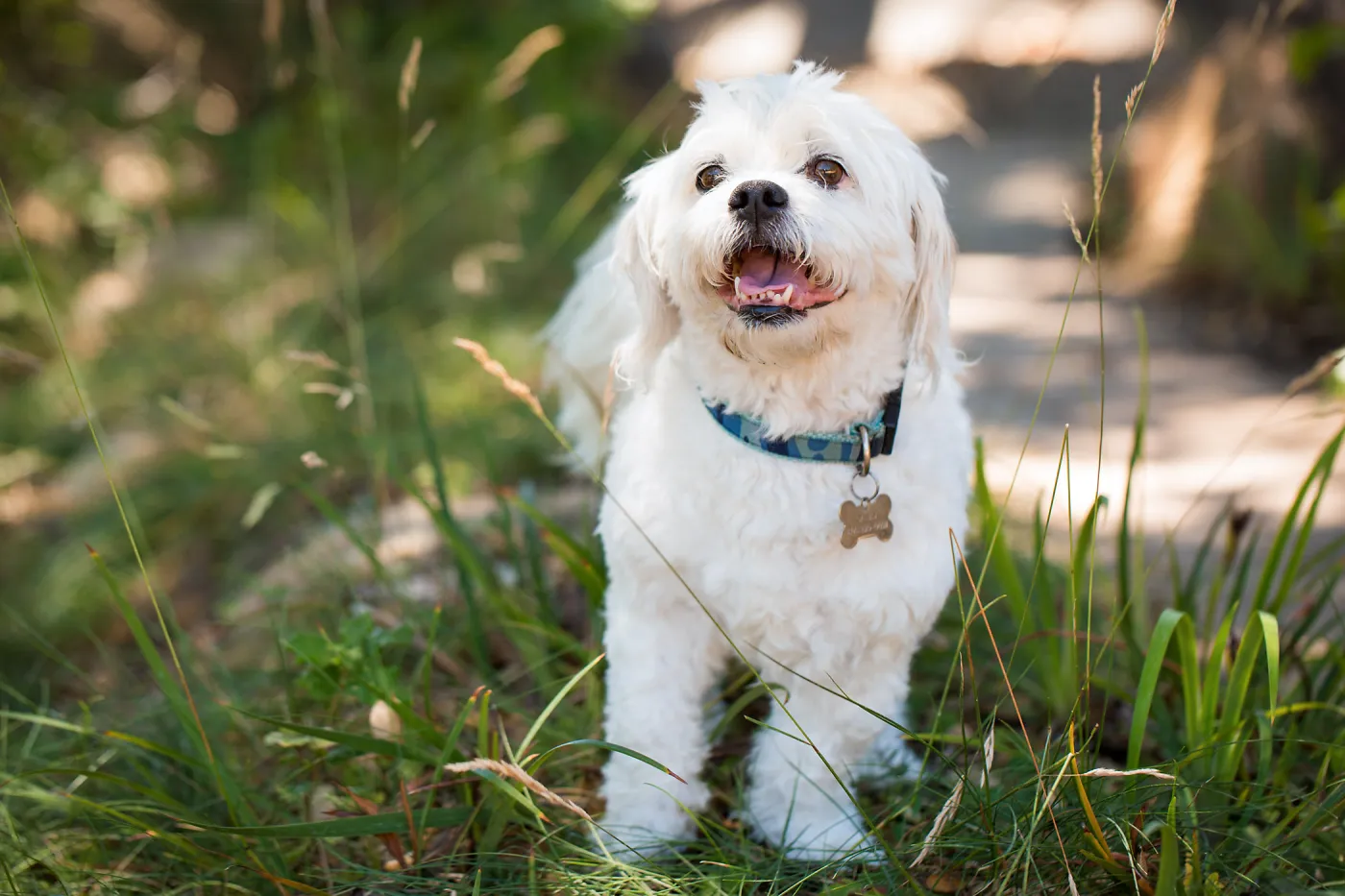 Trails n Tails 2015, dog portrait
