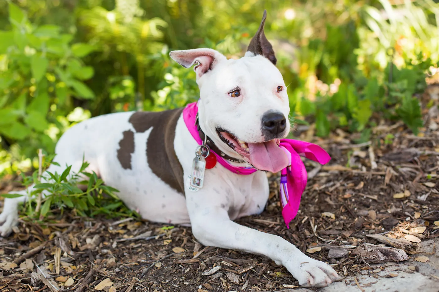 Trails n Tails 2015, dog portrait