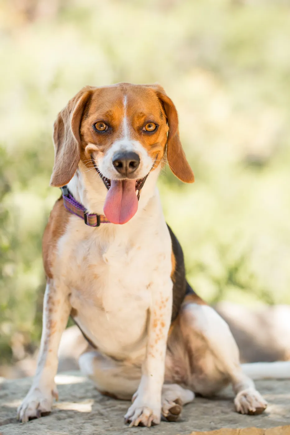 Trails n Tails 2015, dog portrait