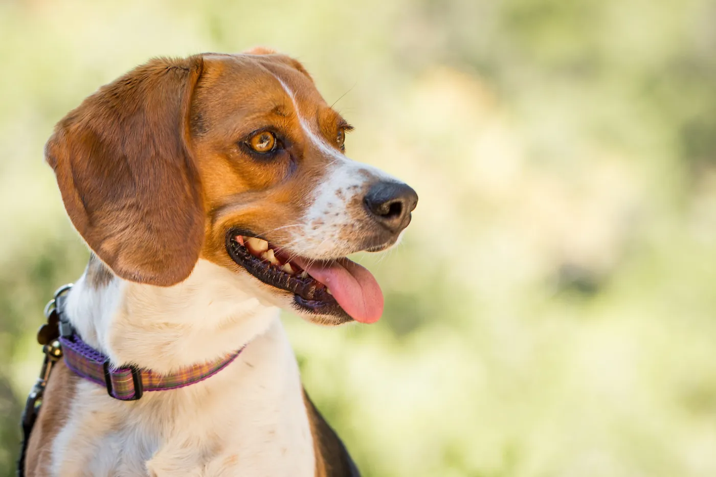 Trails n Tails 2015, dog portrait