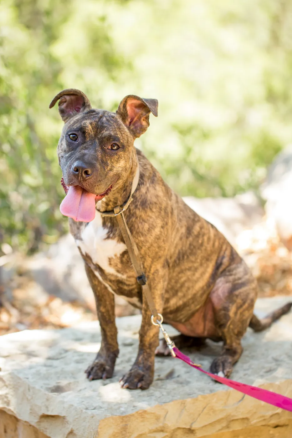 Trails n Tails 2015, dog portrait
