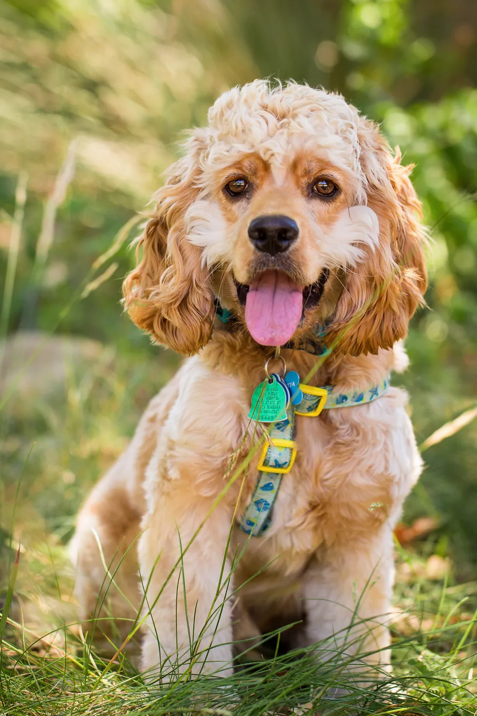 Trails n Tails 2015, dog portrait
