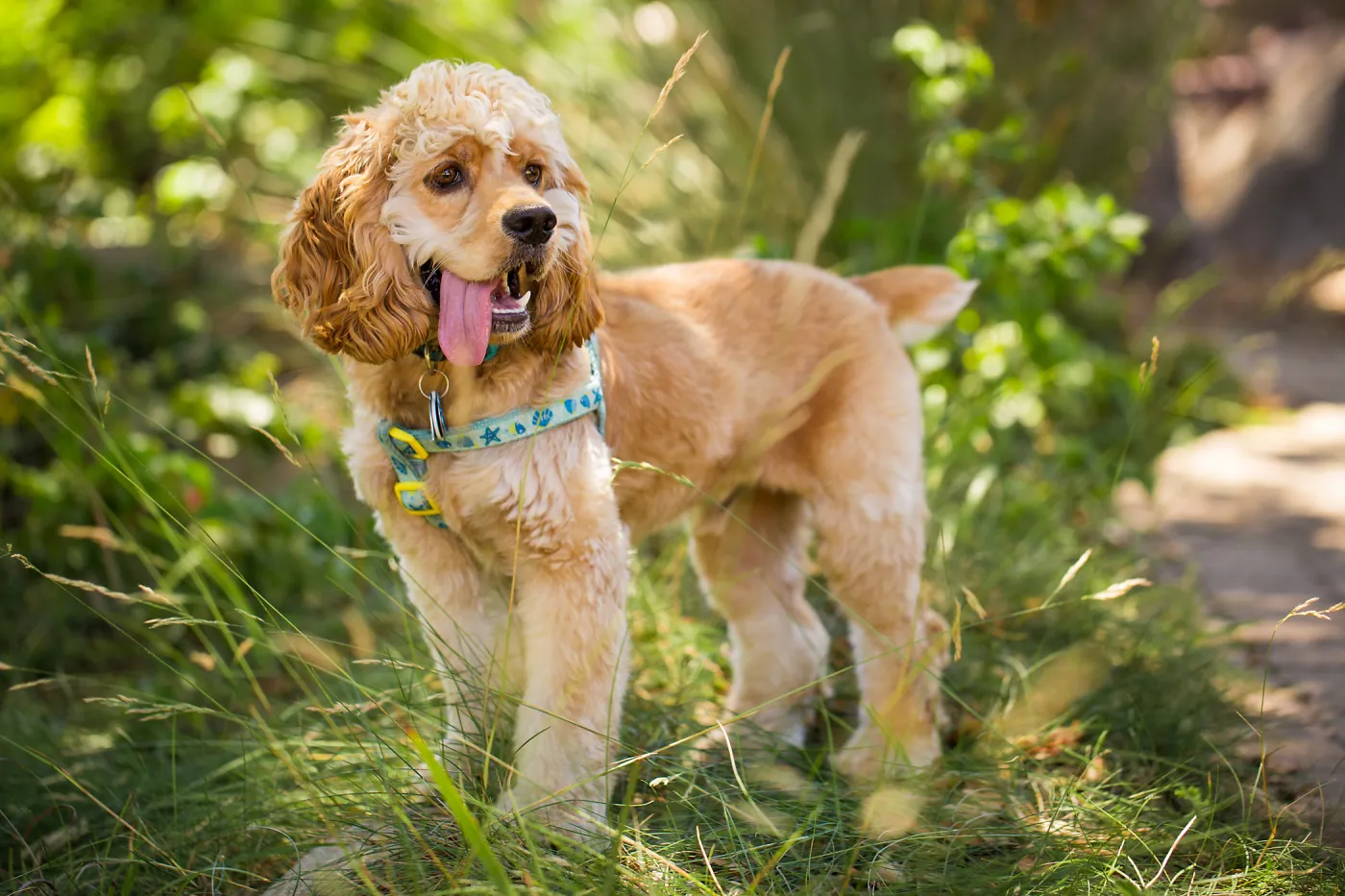 Trails n Tails 2015, dog portrait