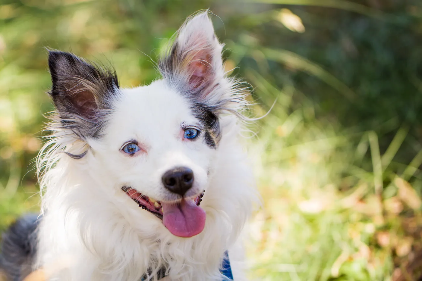 Trails n Tails 2015, dog portrait