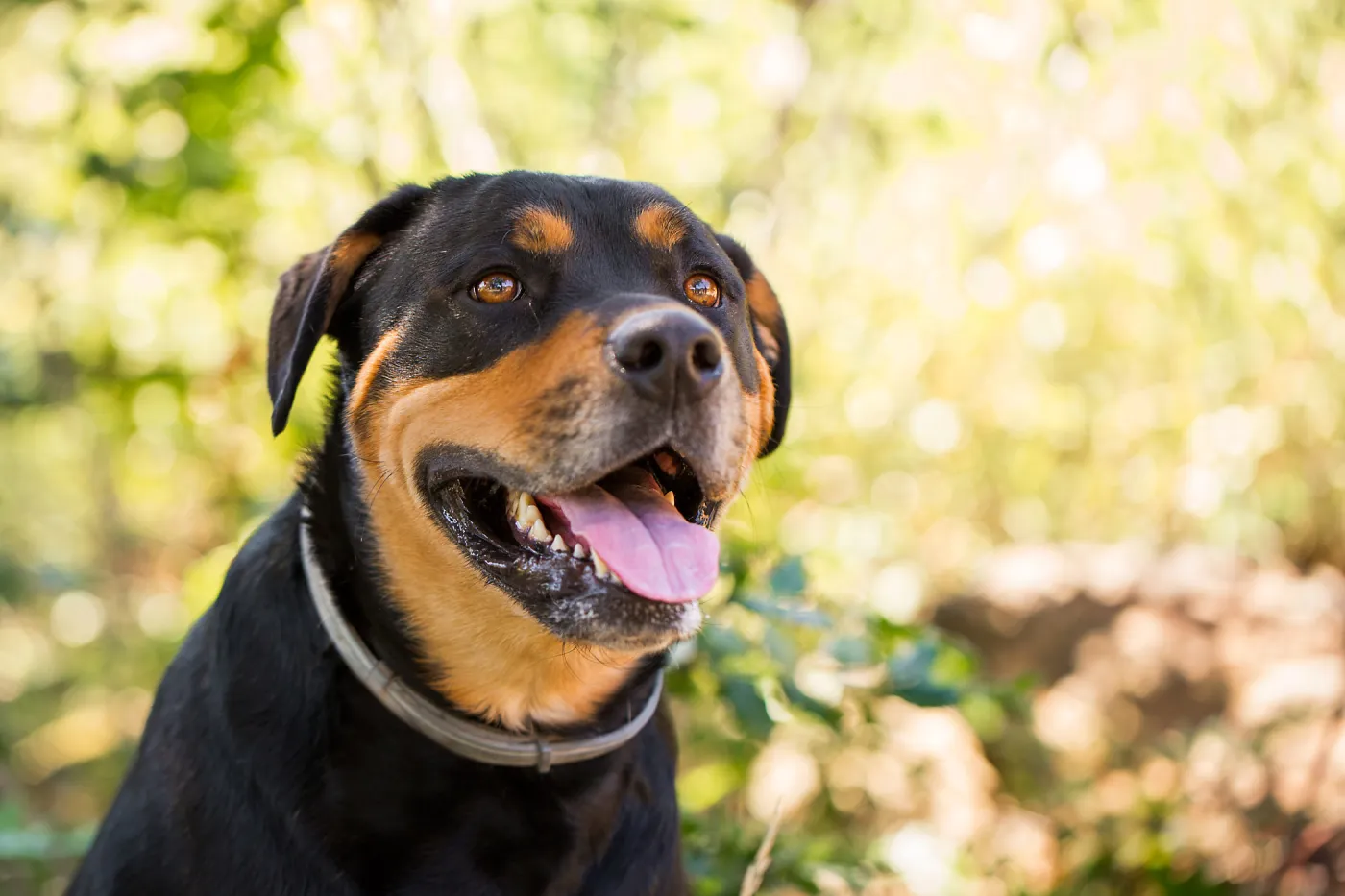 Trails n Tails 2015, dog portrait