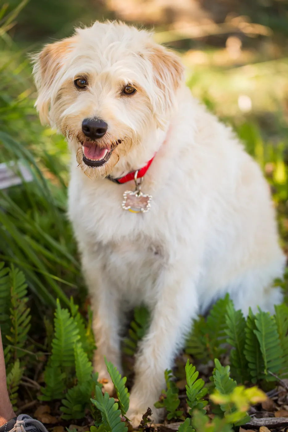 Trails n Tails 2015, dog portrait