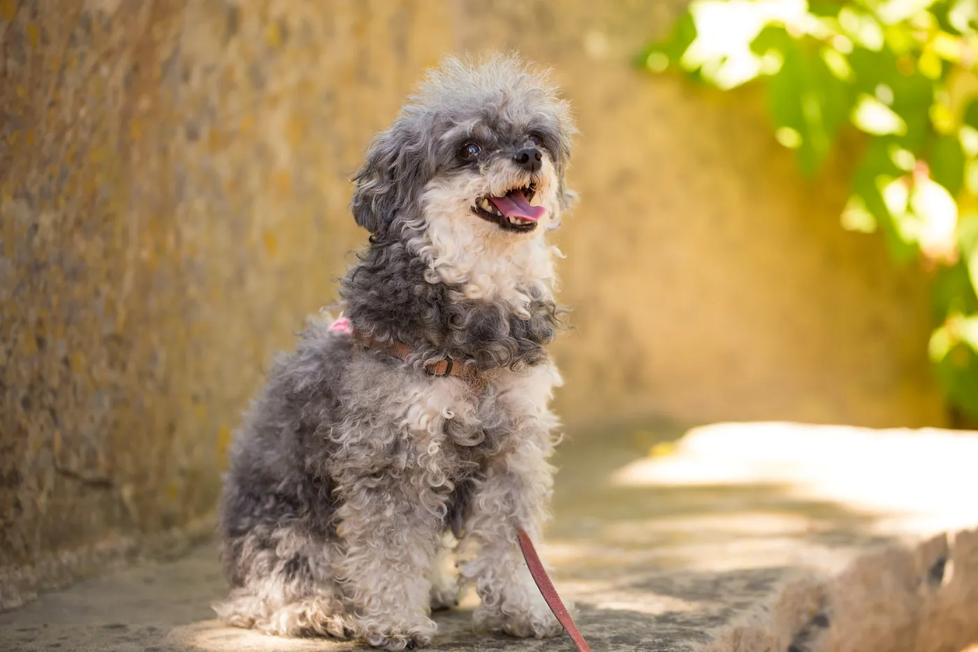 Trails n Tails 2015, dog portrait