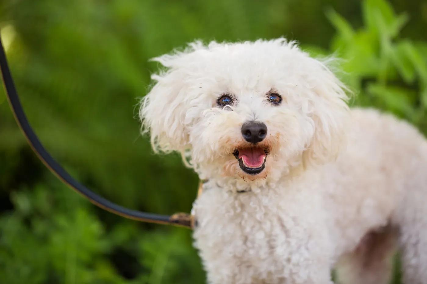 Trails n Tails 2015, dog portrait
