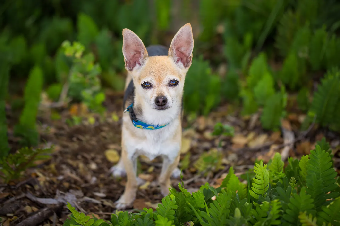 Trails n Tails 2015, dog portrait