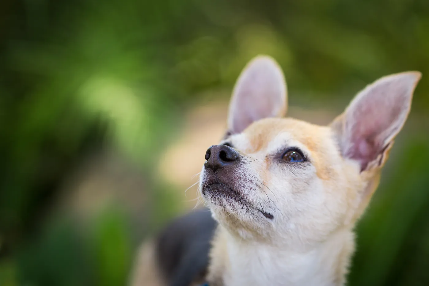 Trails n Tails 2015, dog portrait