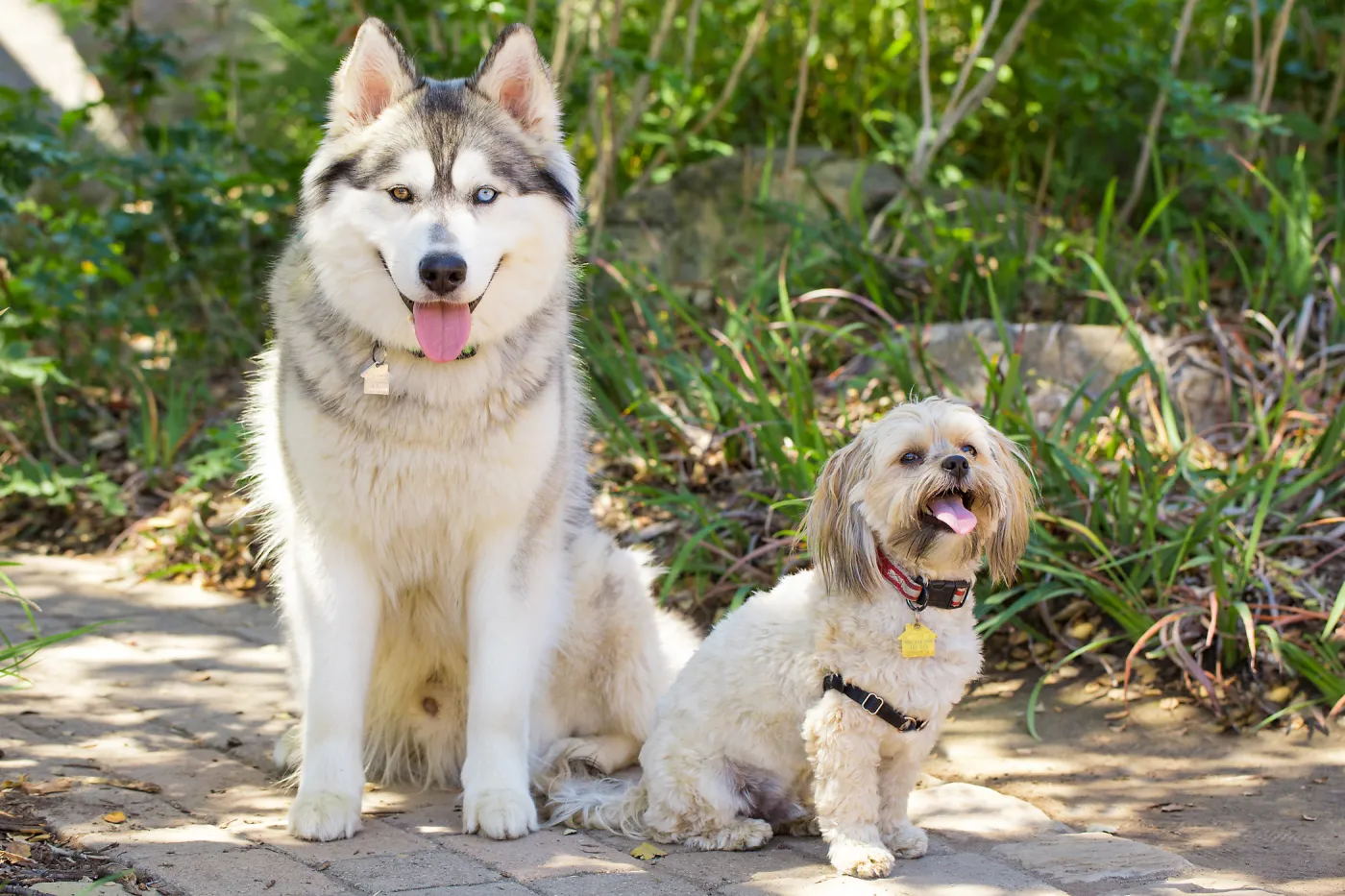 Trails n Tails 2015, dog portrait