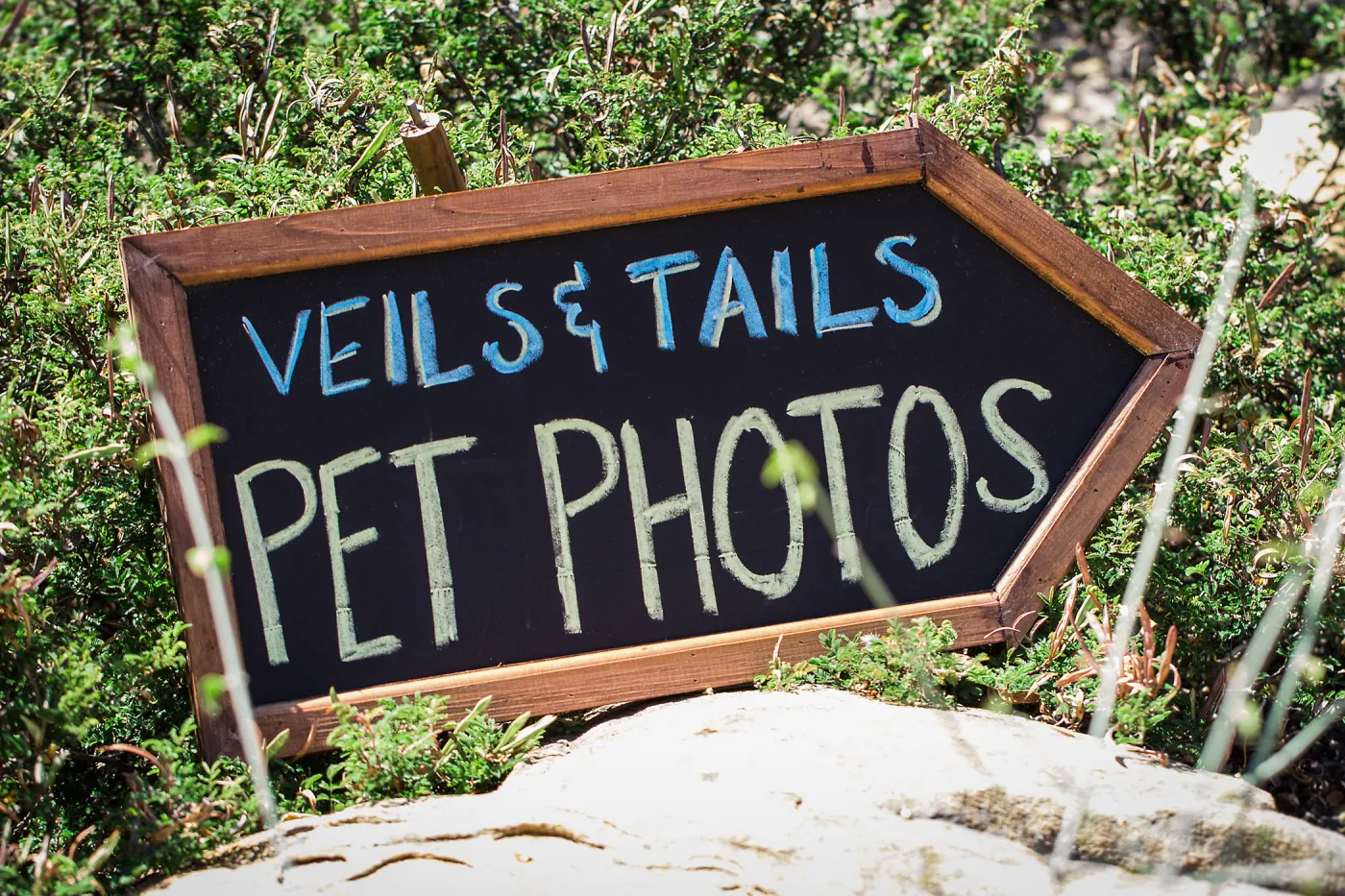 Trails n Tails 2015