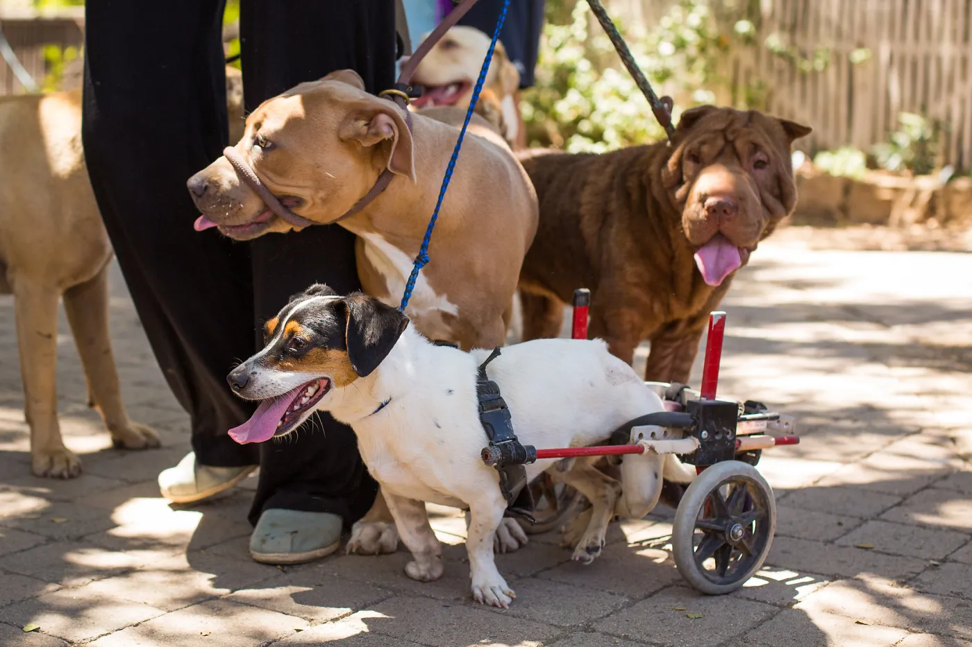 Trails n Tails 2015