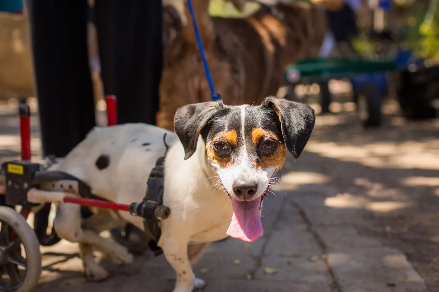 Trails n Tails 2015
