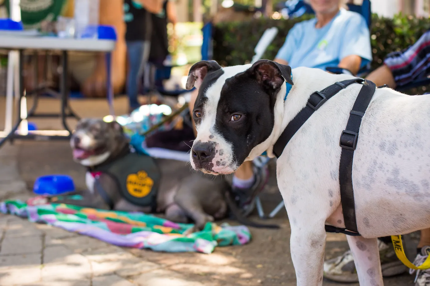 Trails n Tails 2015