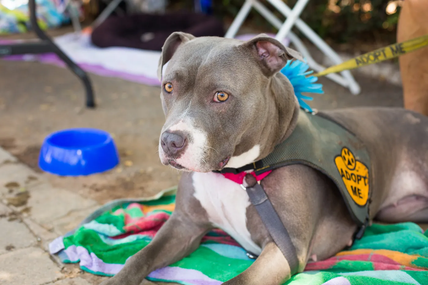 Trails n Tails 2015