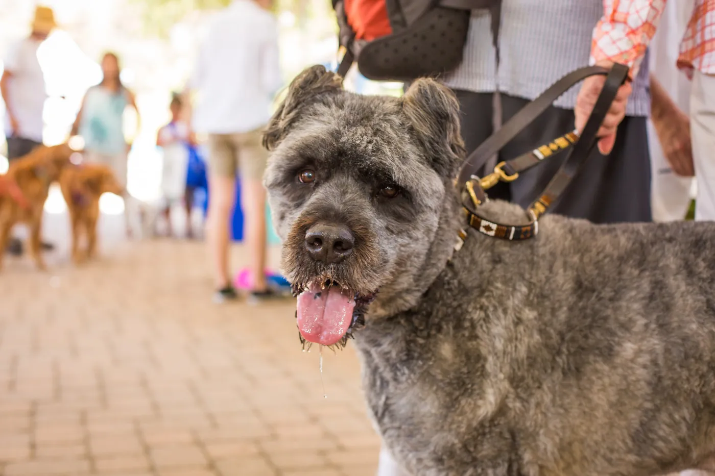 Trails n Tails 2015