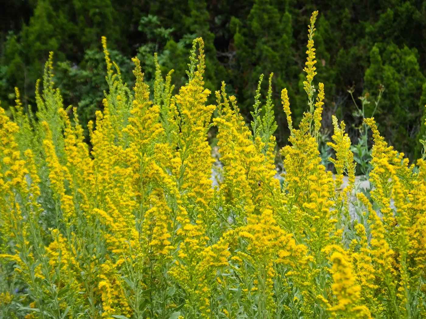 California Goldenrod