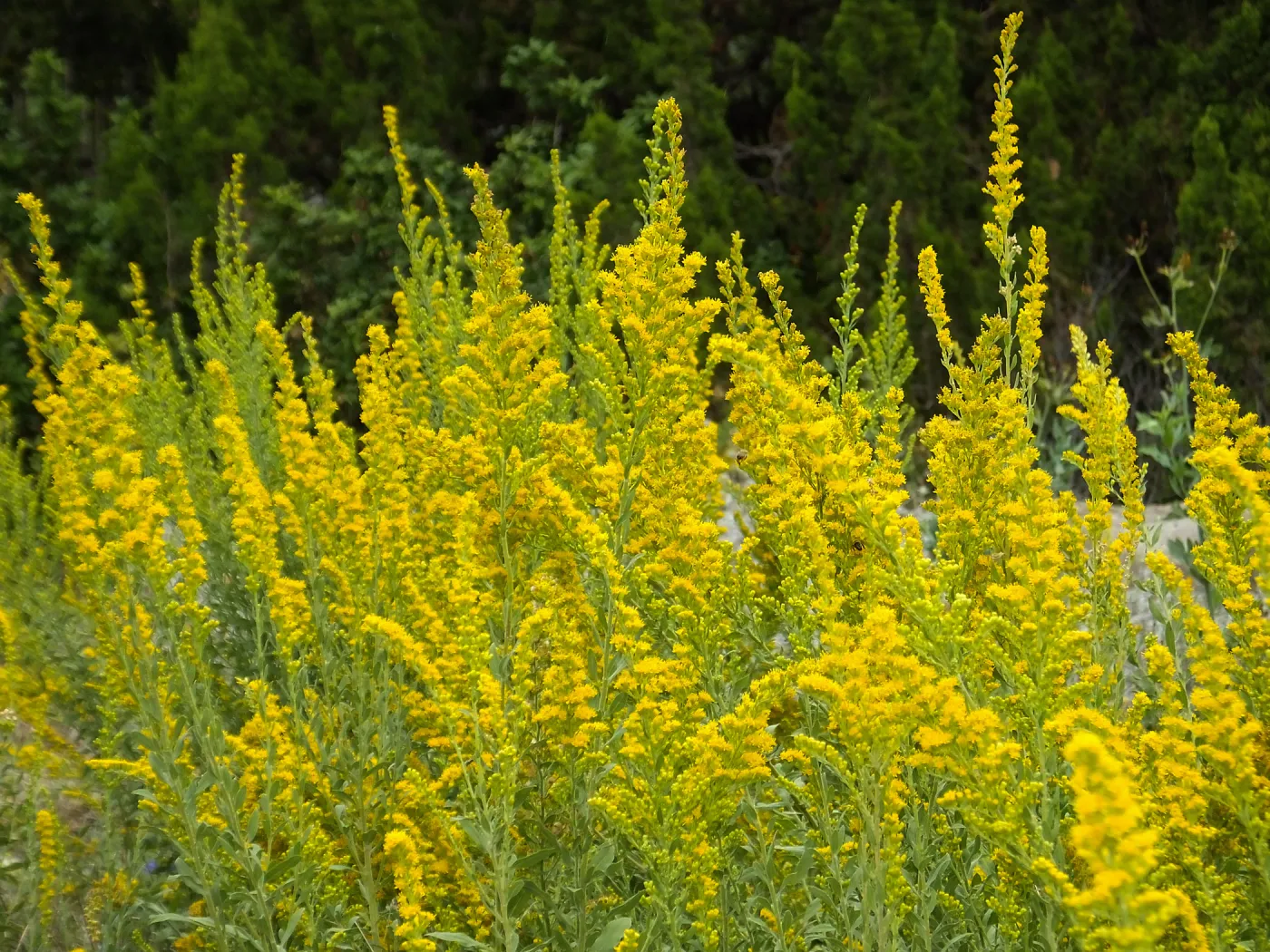 California Goldenrod