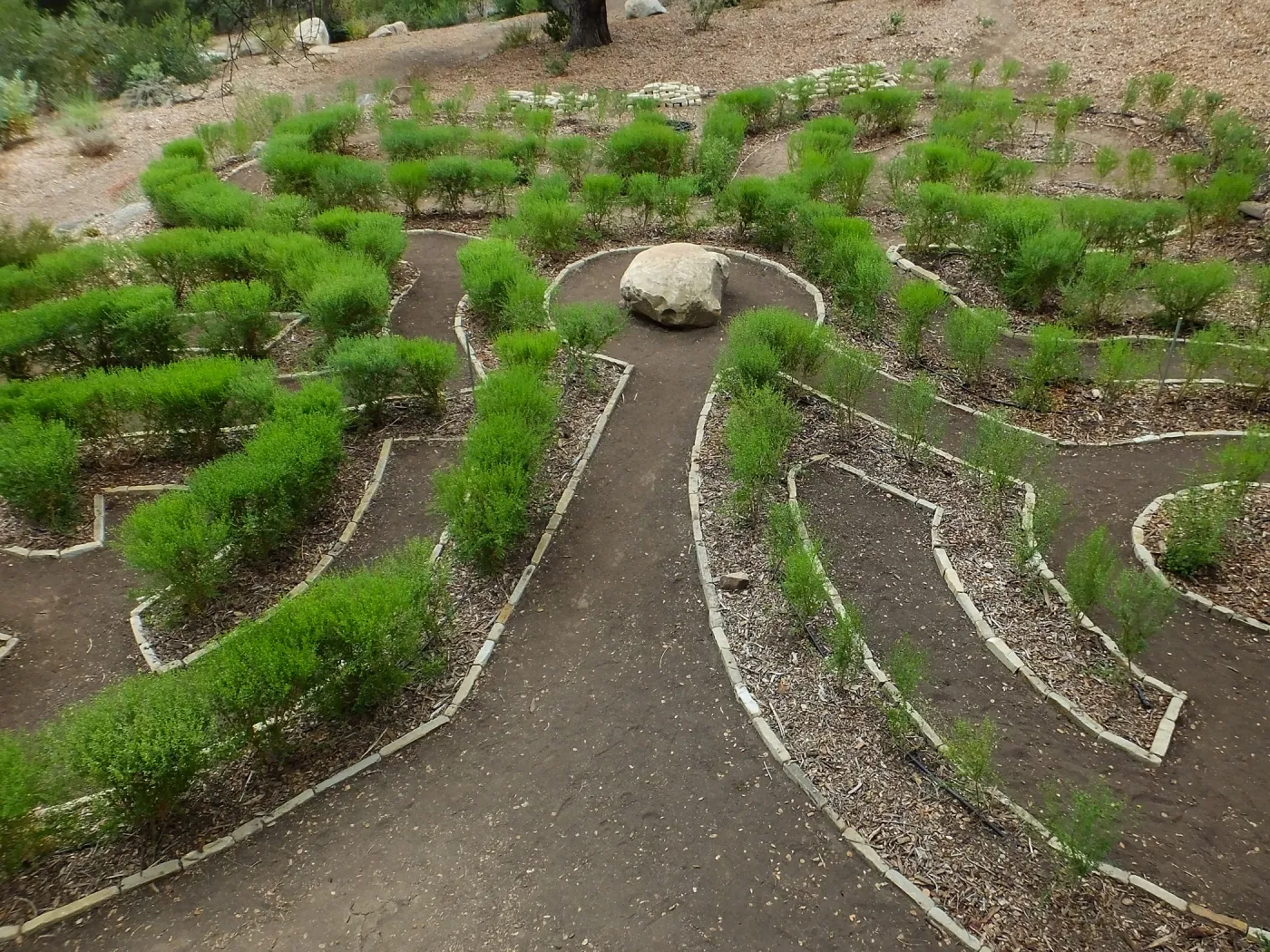 Centennial Maze