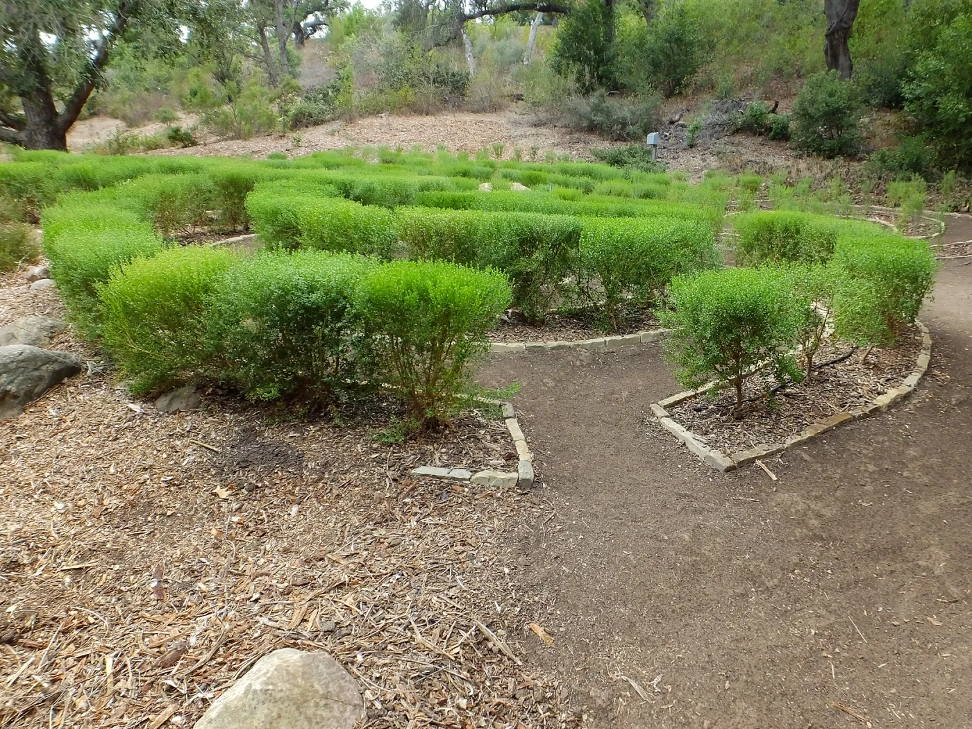 Centennial Maze