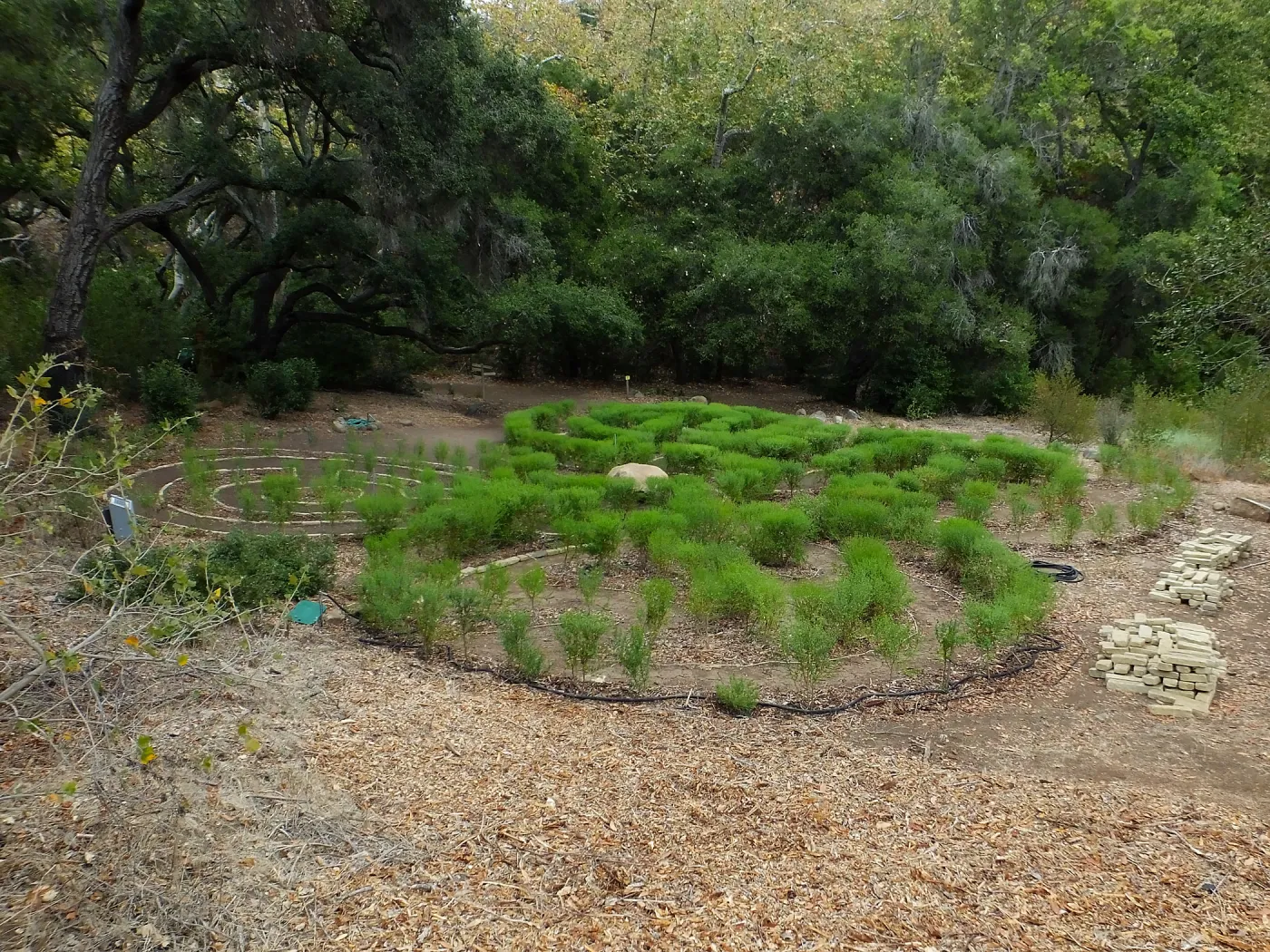 Centennial Maze