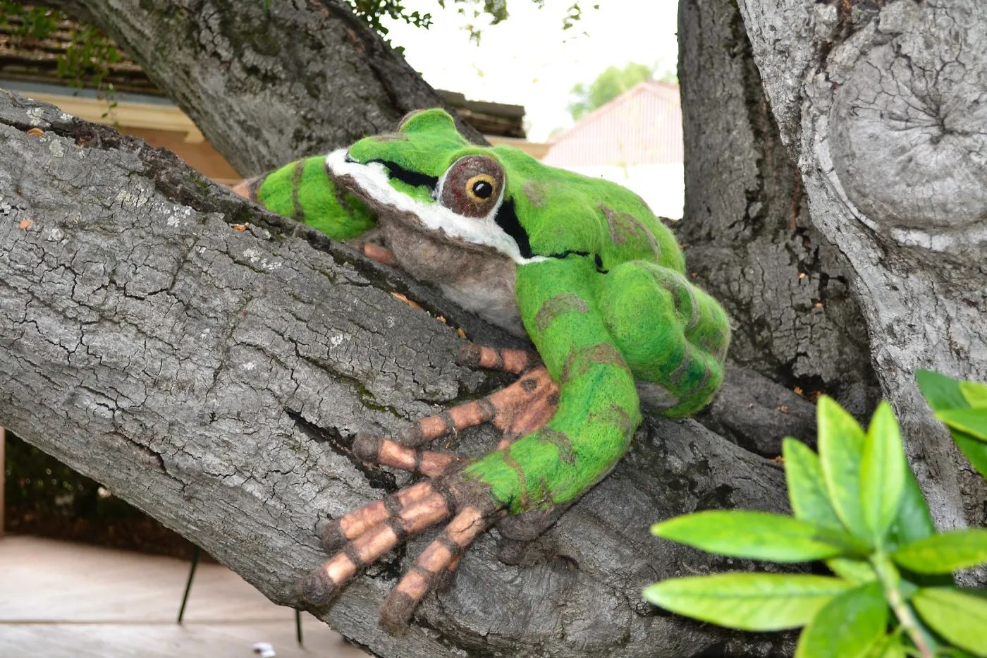 Dormant Dreams Yarn Blast, Fred the Pacific Chorus Frog