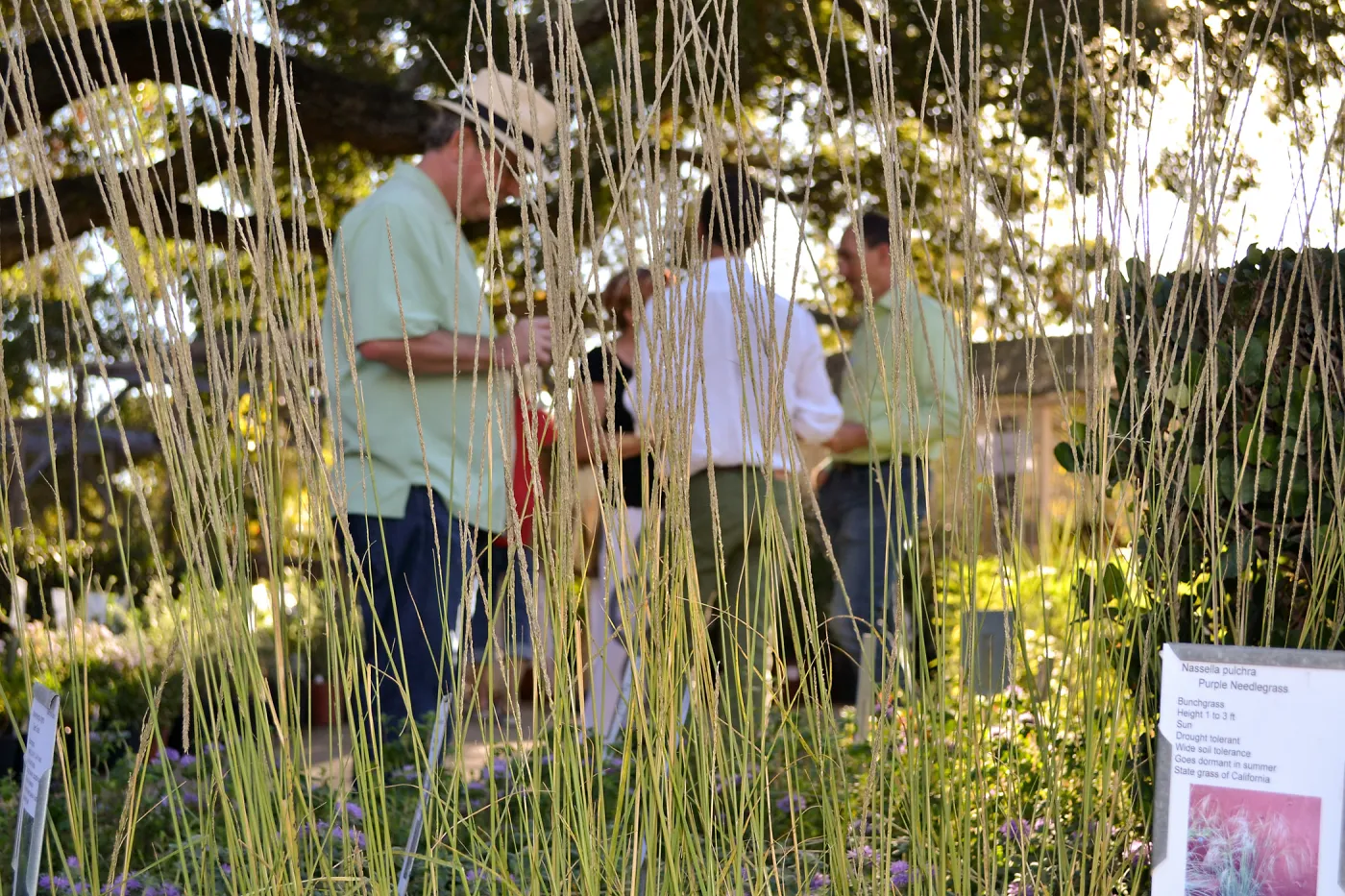 Fall Plant Sale 2015 Members Preview Party, Deer Grass