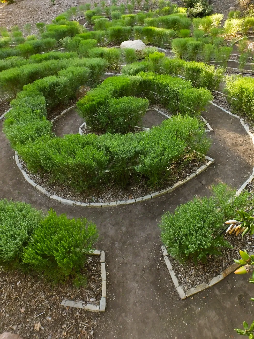 Centennial Maze
