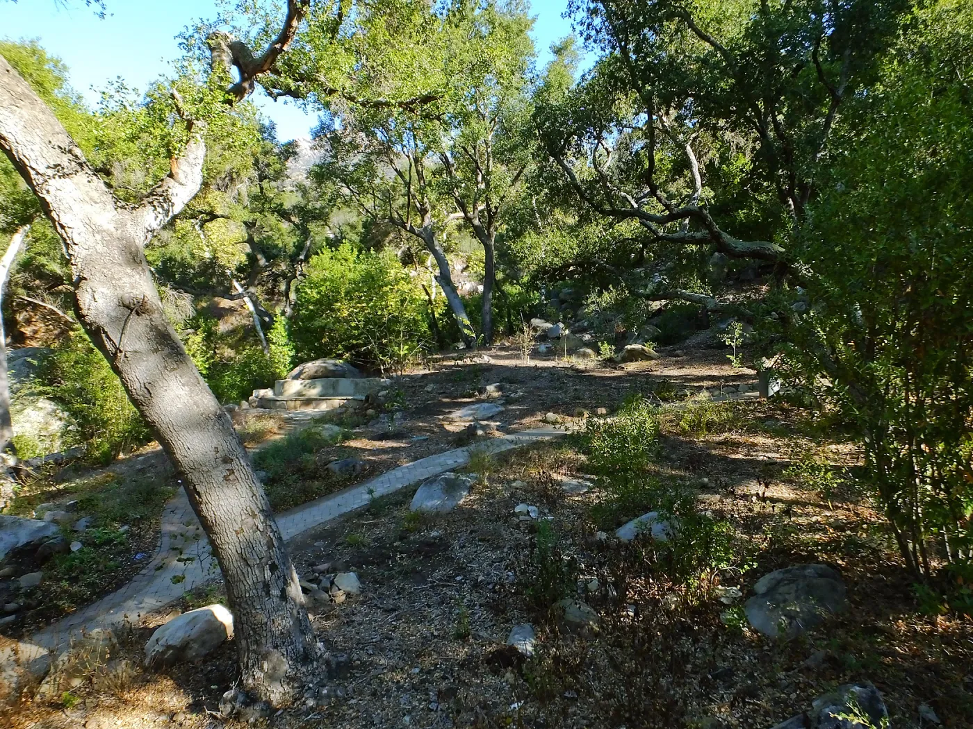 Wooded Dell, newly planted trees