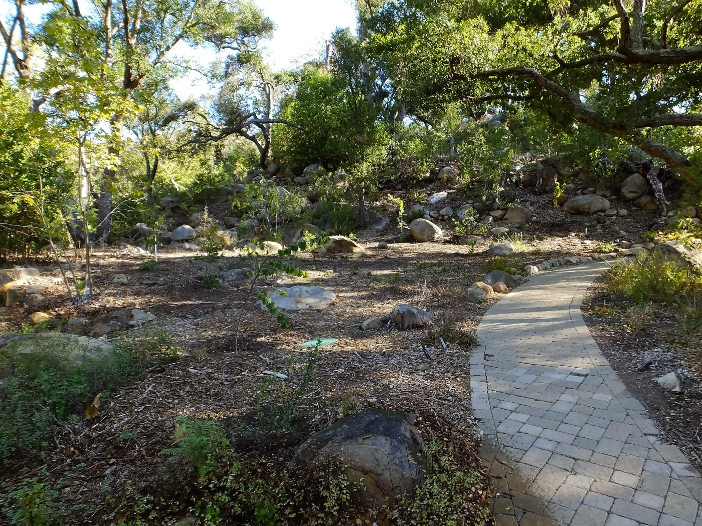 Wooded Dell, newly planted trees