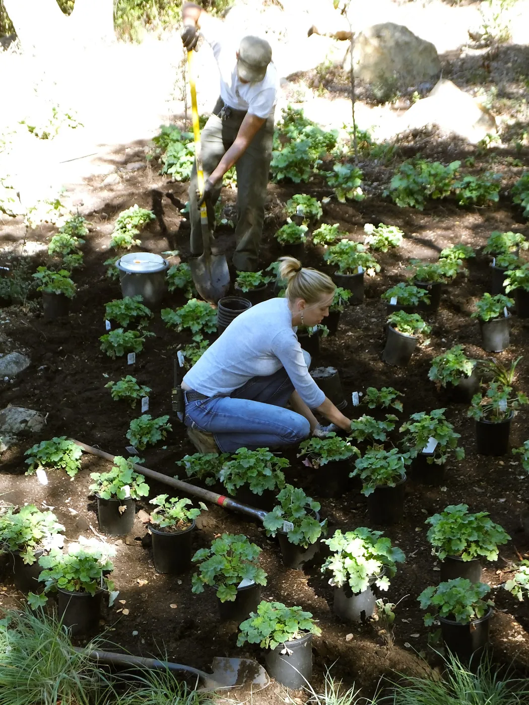 Wooded Dell, Heuchera planting