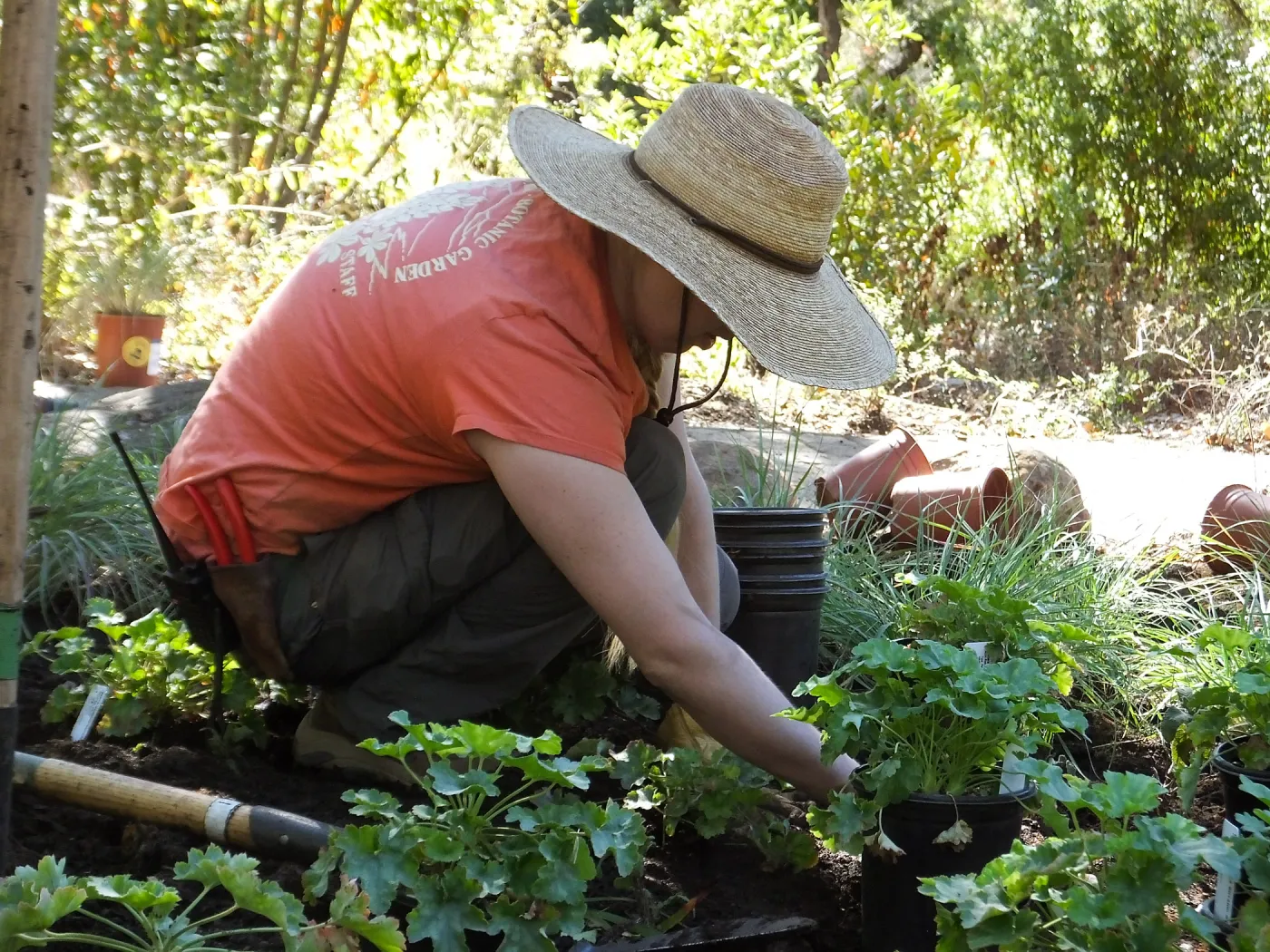 Wooded Dell, Heuchera planting