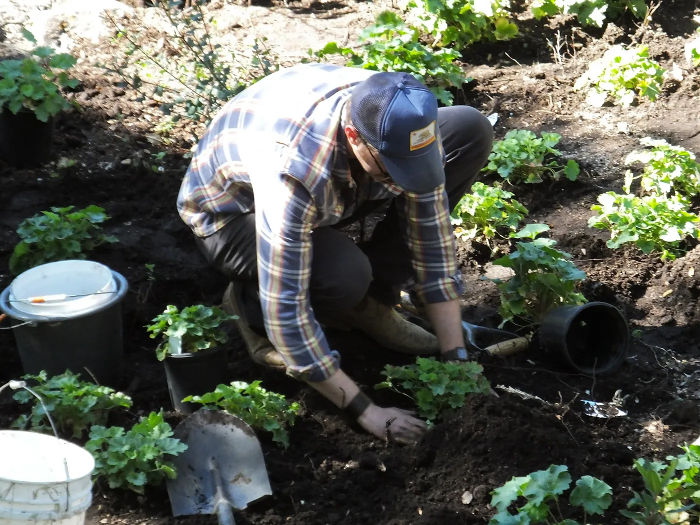 Wooded Dell, Heuchera planting
