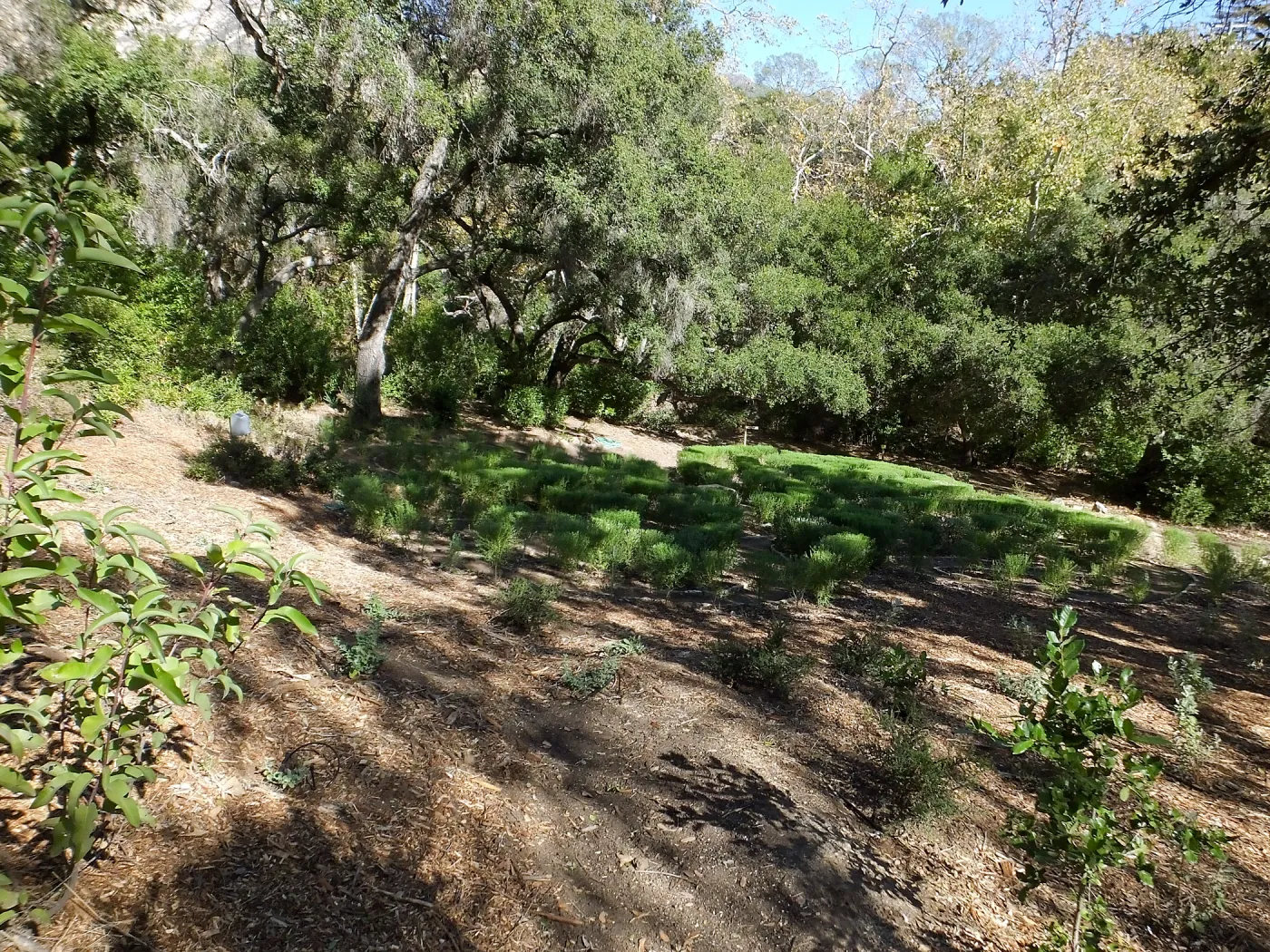 Centennial Maze