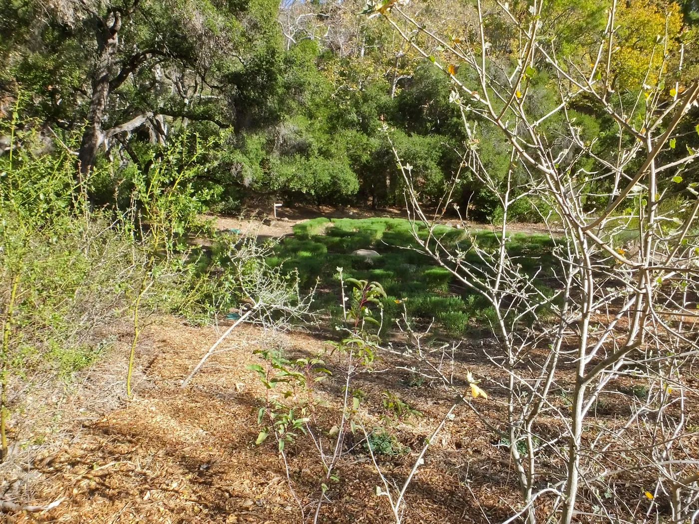 Centennial Maze