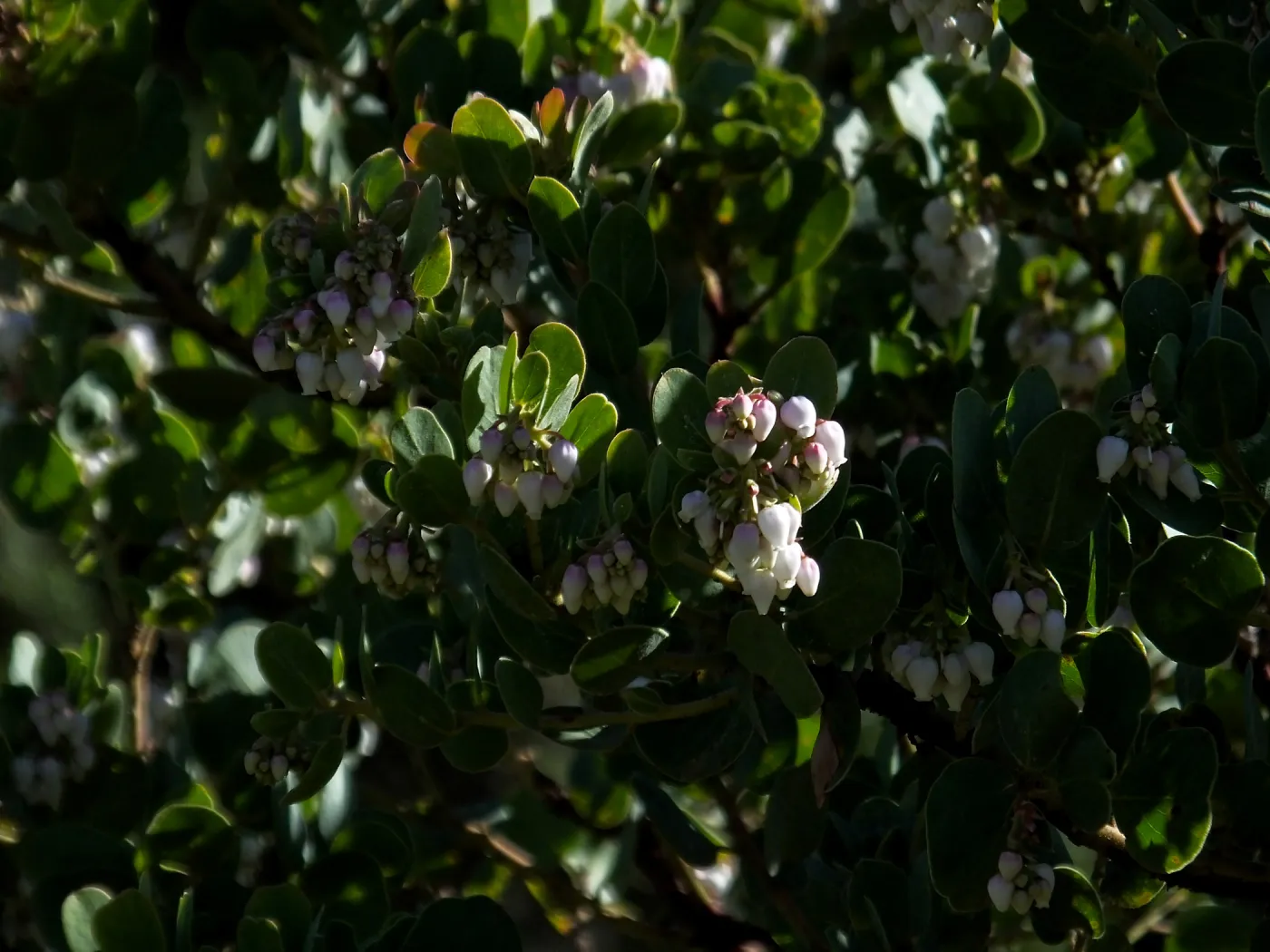 Arctostaphylos glauca ‘Canyon Blush’