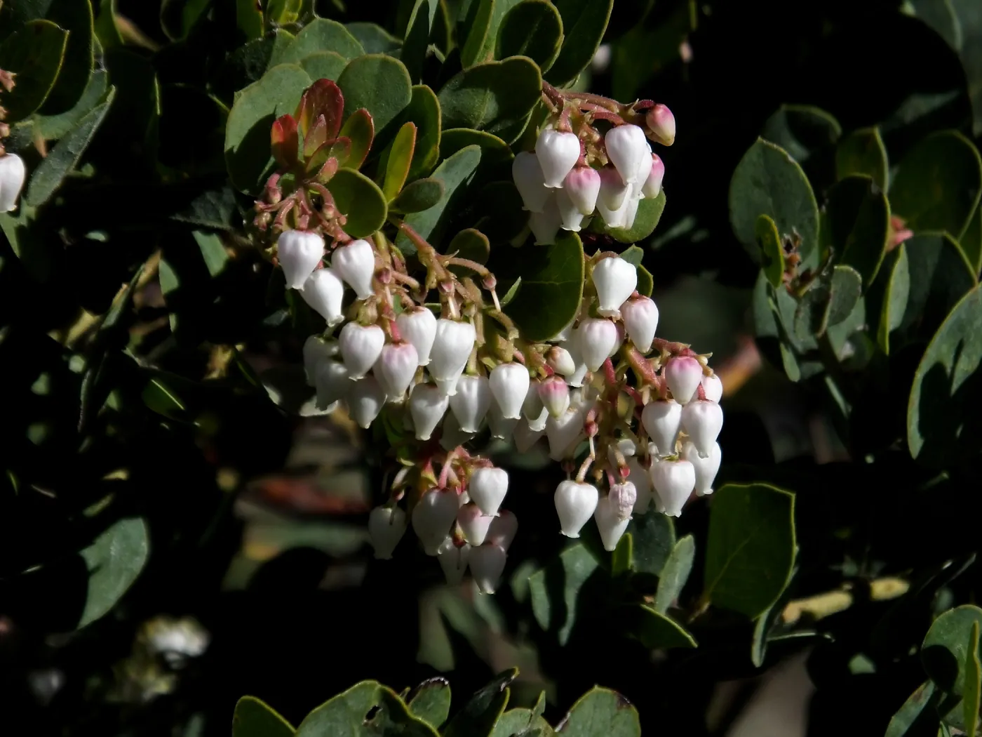 Arctostaphylos glauca ‘Canyon Blush’
