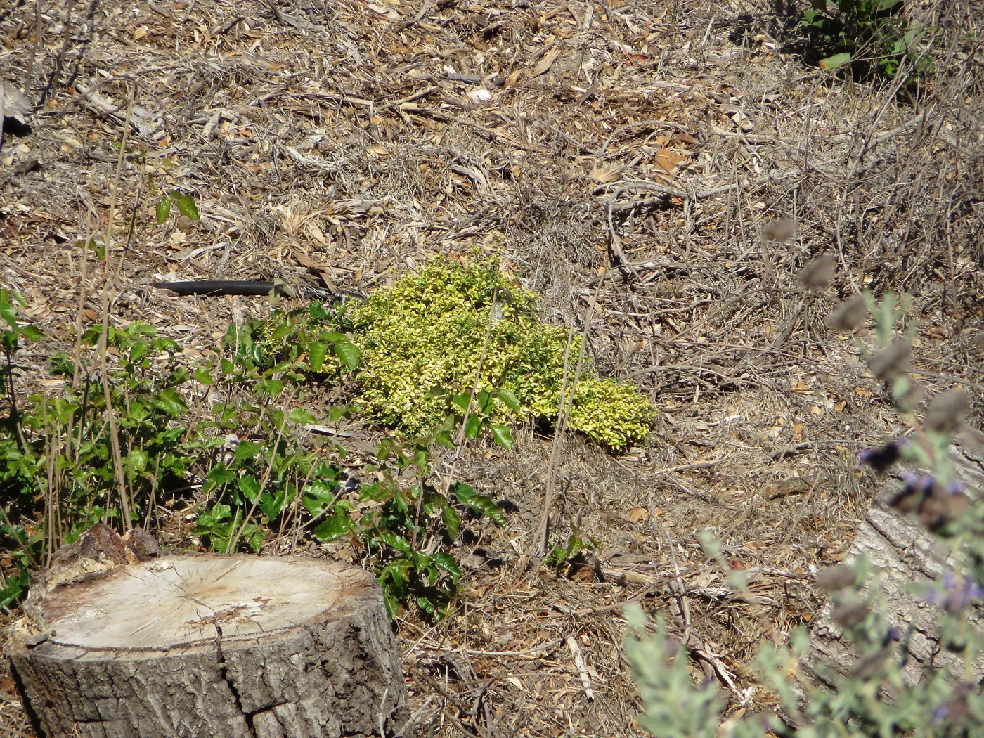 Triangle planting, Ceanothus thyrsiflorus, dwarf varieagated