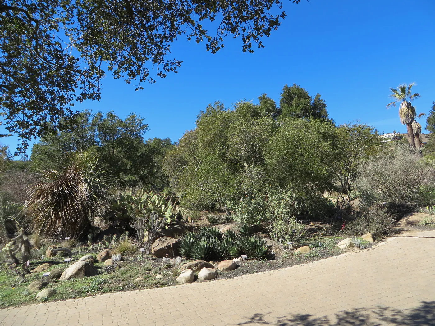 Desert Section