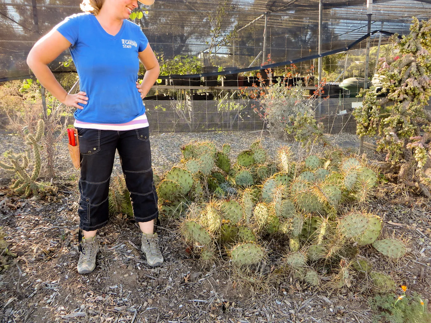 Hort Nursery, Heather Wehnau, Opuntia (Prickly-pear)