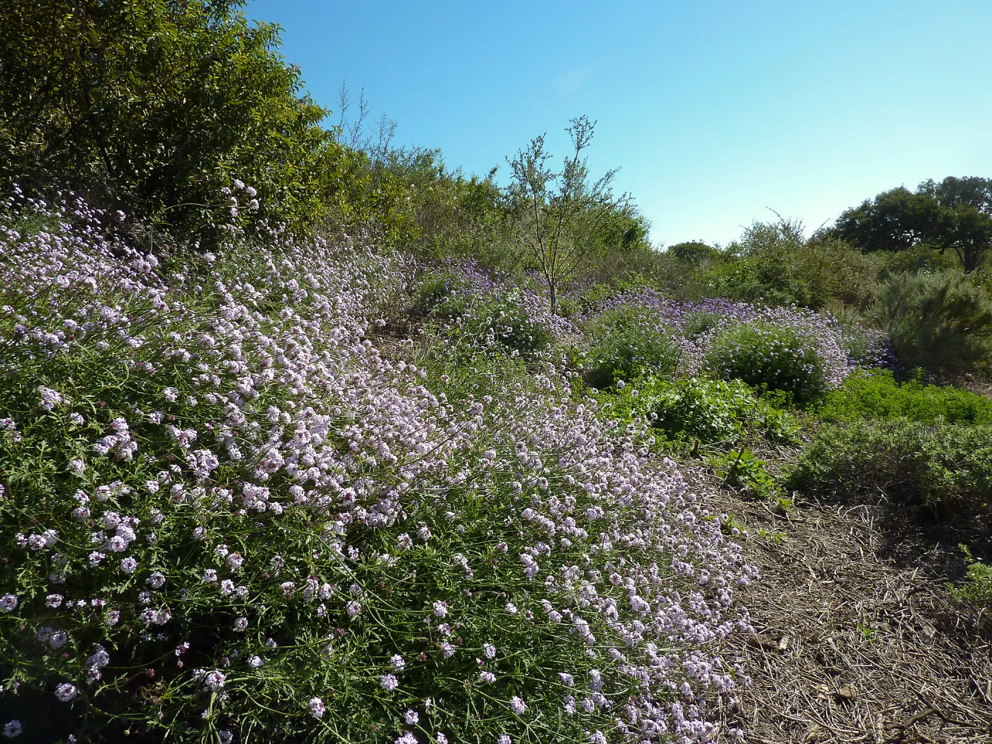 Verbena â€˜Paseo Rancho'